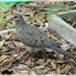 Juvenile Mourning Dove