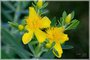 Kalm's St. John's Wort