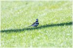 Killdeer