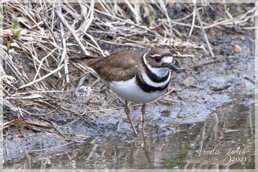 Killdeer