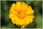 Lance-leaf Coreopsis