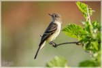 Willow or Alder Flycatcher