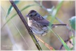 Lincoln's Sparrow