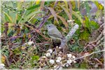 Orange-crowned Warbler