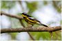 Magnolia Warbler