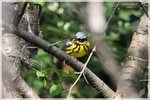 Magnolia Warbler