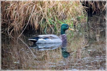 Mallard