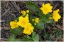 Marsh Marigold