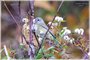 Orange-crowned Warbler