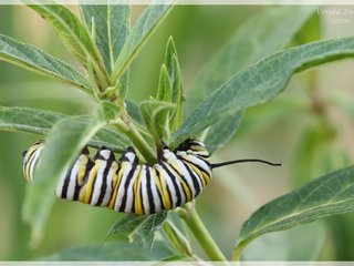 Monarch Caterpillar