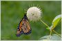 Monarch on Buttonbush