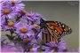 Migrating Monarch Butterfly