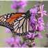 Monarch Butterfly