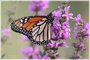 Monarch Butterfly