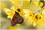 Monarch