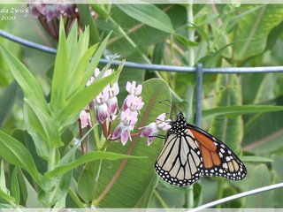 Monarch on Sullivant's Milkweed