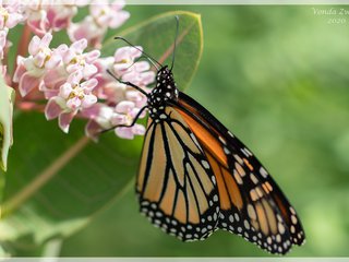 Monarch Butterfly