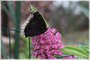 Mourning Cloak