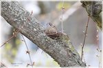 Mourning Dove