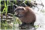 Muskrat