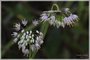 Nodding Onion