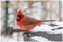 Northern Cardinal