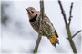 Northern Flicker