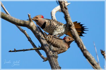 Northern Flicker Dance