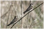 Pair of Northern Rough-winged Swallows