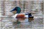 Northern Shoveler