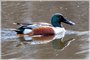 Northern Shoveler