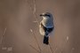 Northern Shrike