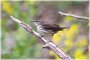 Northern Waterthrush