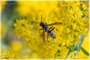 Nothern Paper Wasp