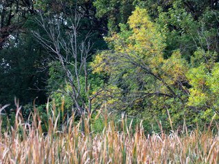 Oak Hollow Marsh