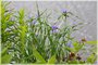 Ohio Spiderwort