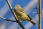 Orange-crowned Warbler
