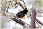 Orchard Oriole