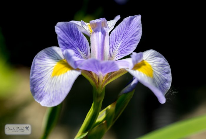 Southern Blue Flag Iris