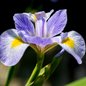 Southern Blue Flag Iris