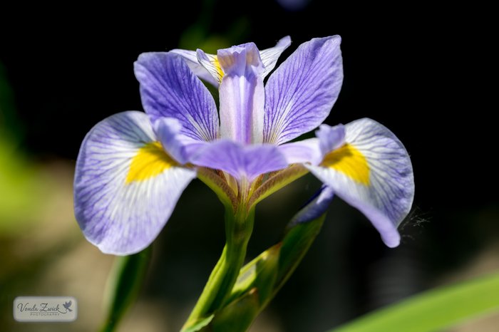 Southern Blue Flag Iris