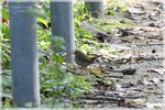 Ovenbird