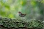 Ovenbird