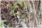 Palm Warbler