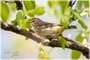 Palm Warbler