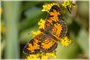 Pearl Crescent