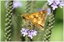 Peck's Skipper