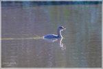 Pied-billed Grebe