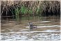 Pied-billed Grebe