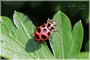 Pink Spotted Lady Beetle